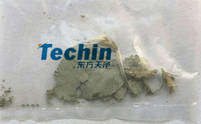 幹黃豆葉午夜成人福利视频前