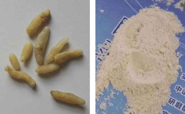 麥冬午夜成人福利视频前後