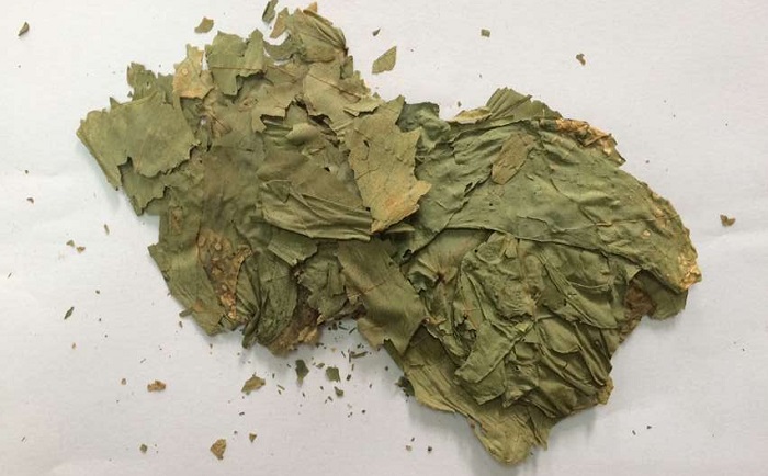 棉花葉午夜成人福利视频